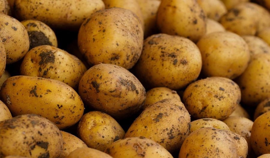 Salty winds wipe out early potato crops, leaving farmers facing another heavy loss