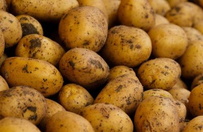 Salty winds wipe out early potato crops, leaving farmers facing another heavy loss