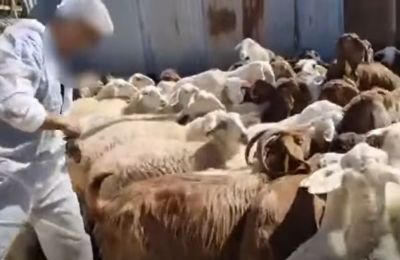 Vets escorted by police during livestock culling