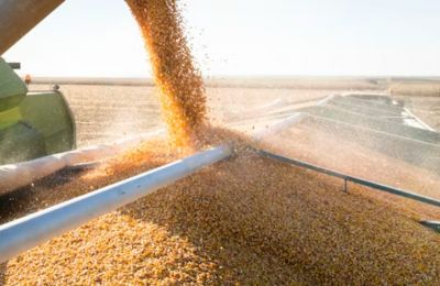 Group expresses solidarity with livestock farmers and calls for financial and psychological support for those affected by the outbreak. Photo credit: Unsplash