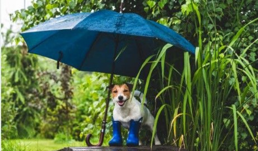 Seasonal averages are holding steady at 19°C, but don't let the morning sun trick you into leaving the umbrella at home.