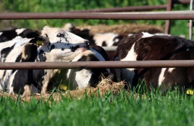File photo of cows on Cyprus farm