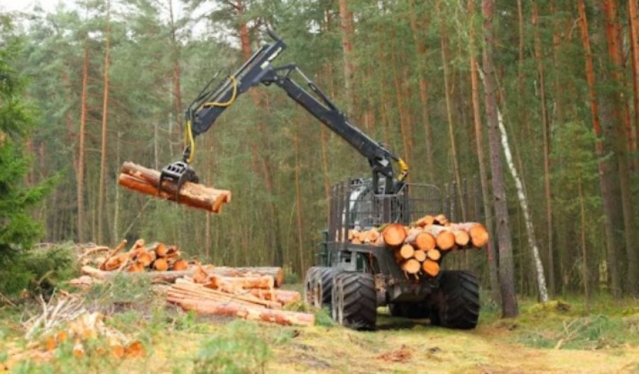 Romania, Sweden, and Poland lead EU forest expansion, while Estonia reports a net loss. Photo credit: Unsplash