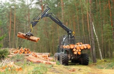 Romania, Sweden, and Poland lead EU forest expansion, while Estonia reports a net loss. Photo credit: Unsplash