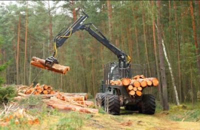 Romania, Sweden, and Poland lead EU forest expansion, while Estonia reports a net loss. Photo credit: Unsplash