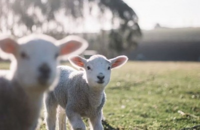 Easter demand pressures market, but officials insist, ''...infected animals do not end up on the market.''