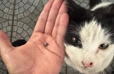 Outrage after cat shot, activists say violence against animals is escalating