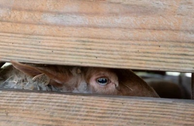 Authorities stress that full compliance is essential as efforts continue to contain the outbreak and protect the livestock sector. Photo credit: Unsplash