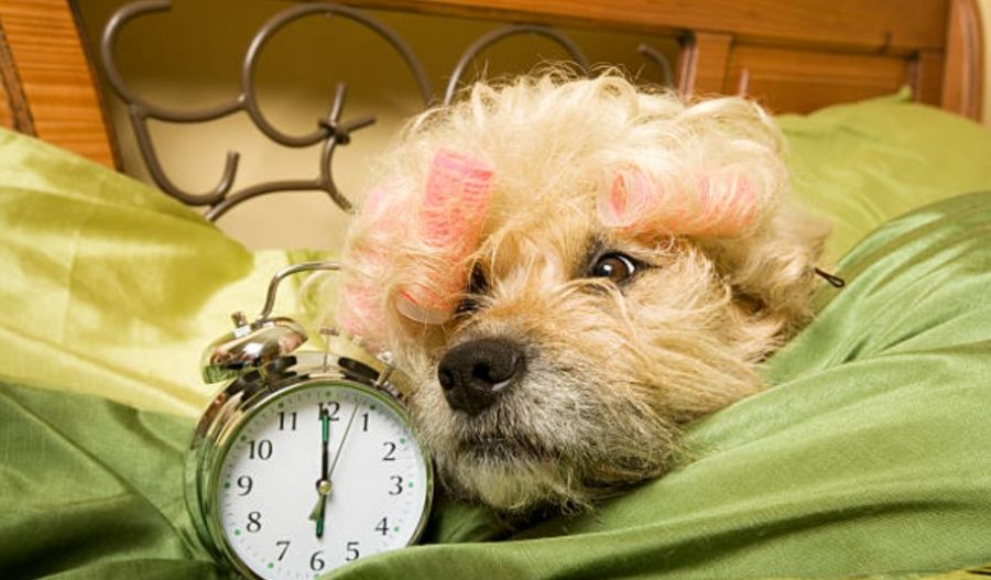 Expect coastal gusts to hit 6 Beaufort this afternoon and plenty of wind to help blow away the brain fog. Photo credit: Unsplash