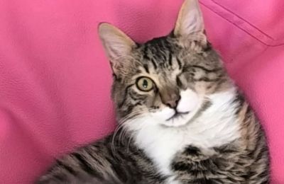 Cat goes missing during airport transfer