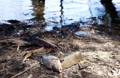 Authorities examine environmental causes as multiple departments join inquiry.