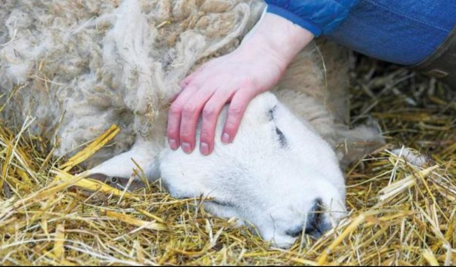 Authorities step up precautions and vaccinations ahead of Easter. Photo credit: stockwatch.com