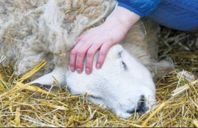 Authorities step up precautions and vaccinations ahead of Easter. Photo credit: stockwatch.com