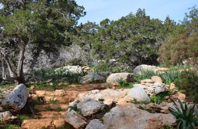 Environmental groups say key violations remain unresolved two years after Phase A works began, with no accountability or full compliance. Photo credit: Birdlife Cyprus/Christia Alexandrou