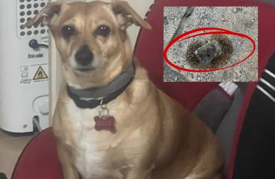 Ecologists Movement warns of serious lapses and calls for reform of Animal Police unit. Photo credit: @cygreens Facebook