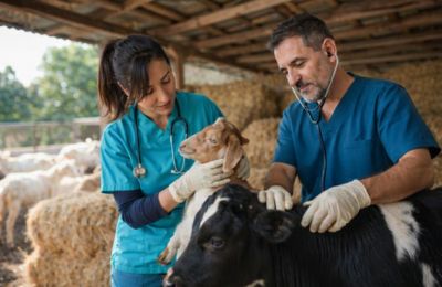 Both sides aim to strengthen cooperation and develop common measures to protect animal and public health. Image is AI