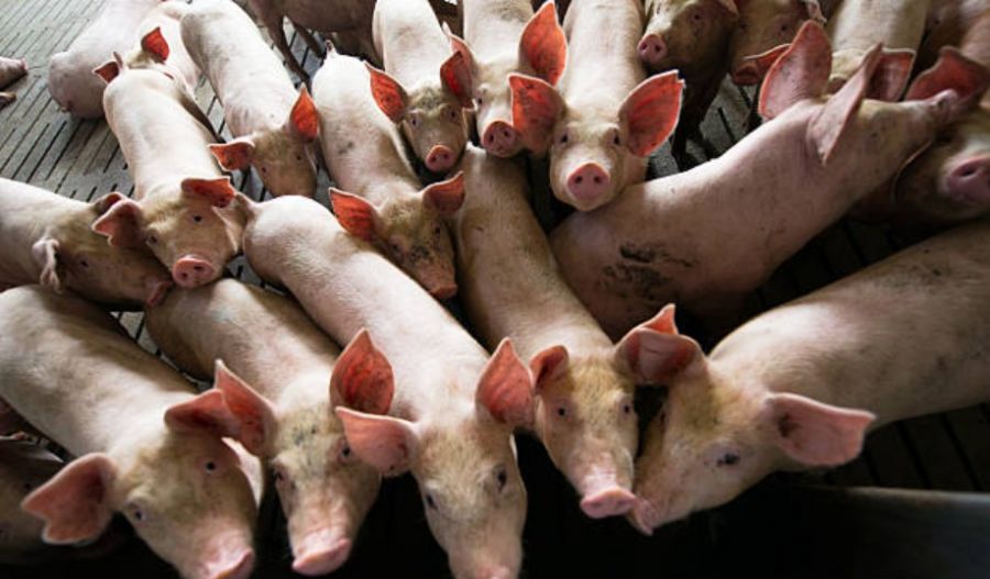 Farmers warn of higher transmission risk in pigs and criticize lack of immediate containment measures. Photo credit: Unsplash