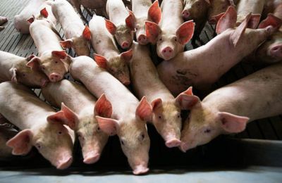 Farmers warn of higher transmission risk in pigs and criticize lack of immediate containment measures. Photo credit: Unsplash