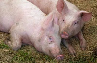 Vaccination coverage rises as thousands of animals in Paliometocho are set for culling. Photo credit: Unsplash