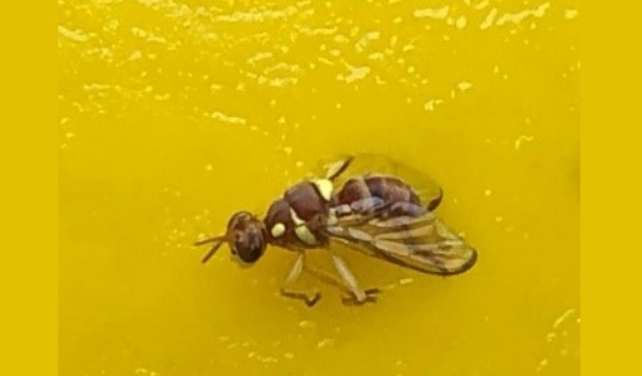 Photo of Ethiopian fruit fly courtesy Cyprus Department of Agriculture