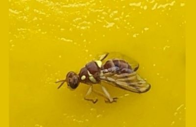 Photo of Ethiopian fruit fly courtesy Cyprus Department of Agriculture