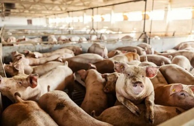 Tensions rise over compensation disputes and claims authorities are losing control of the outbreak. Photo credit: Unsplash