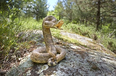 Victim remains in stable condition under medical care. Photo credit: Unsplash