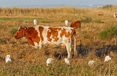 BirdLife Cyprus urges public to respect restrictions to protect the wetland ecosystem. Photo credit: @BirdLifeCyprus Facebook