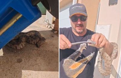 Snake season begins as venomous vipers appear near homes