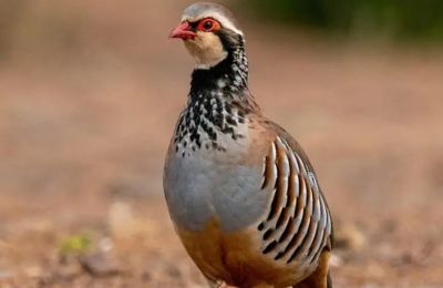 New mapping data helps track local population changes and supports conservation planning across agricultural landscapes. File photo Pixabay