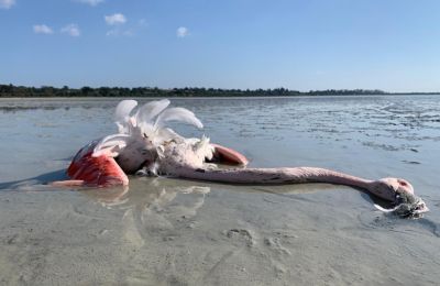 Photo: Bird Life Cyprus