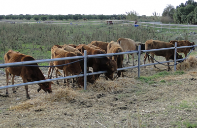 Halloumi exports remain steady and farmers receive compensation as authorities assess next steps.