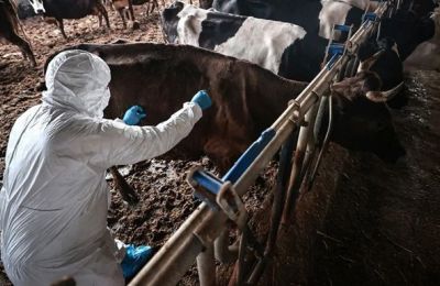 Foot-and-mouth vaccination showing results as spread slows, Cyprus expert says