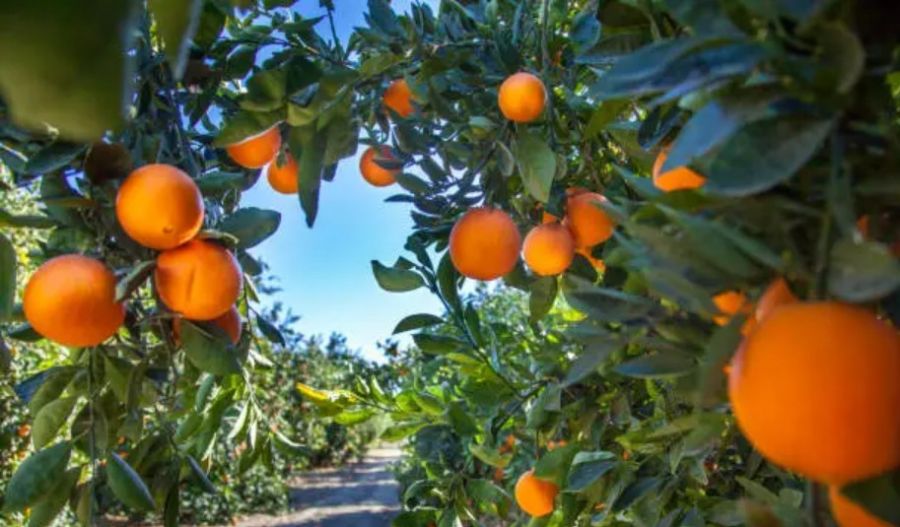 Market reforms and producer groups seek fairer prices and stronger bargaining power for farmers. Photo credit: Unsplash