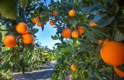 Market reforms and producer groups seek fairer prices and stronger bargaining power for farmers. Photo credit: Unsplash
