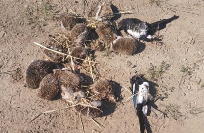 Authorities urged to investigate concerns over risks to wildlife and pets. Photos courtesy of @BirdLifeCyprus Facebook