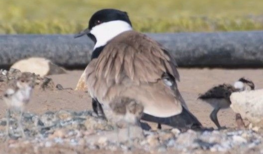 Environmental group questions the removal of water from the protected wetland during the peak bird nesting season. Photo credit: @BirdLifeCyprus