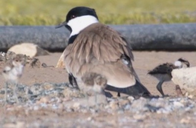 Environmental group questions the removal of water from the protected wetland during the peak bird nesting season. Photo credit: @BirdLifeCyprus