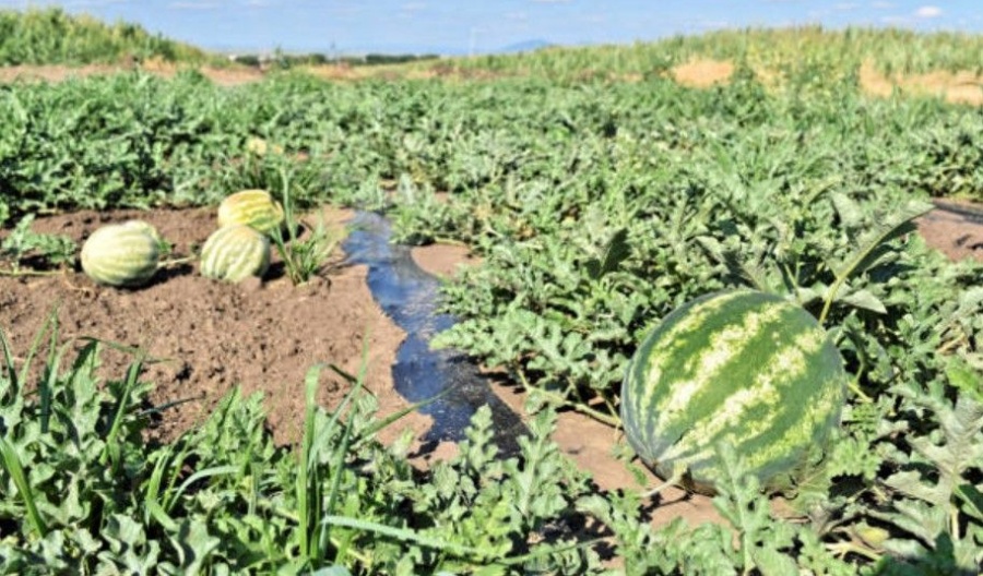 Farmers accuse authorities of failing to deliver promised compensation after severe losses during 2025. Photo credit: Unsplash