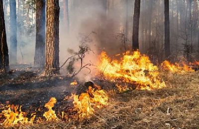 Officials urge visitors to stay alert and report any signs of smoke or flames immediately. File photo Unpslash