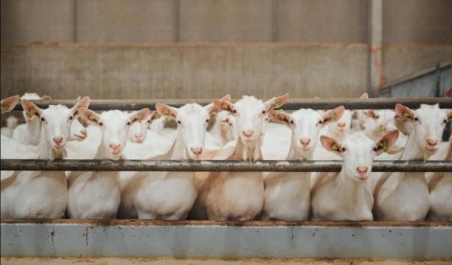 Virus detected at small goat and sheep farm in Pachna village. Photo credit: Unsplash