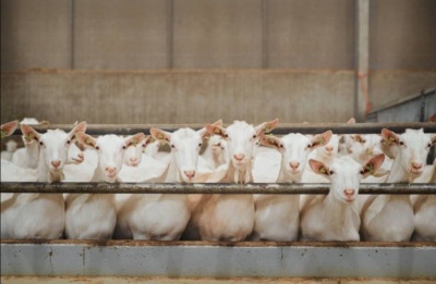 Virus detected at small goat and sheep farm in Pachna village. Photo credit: Unsplash