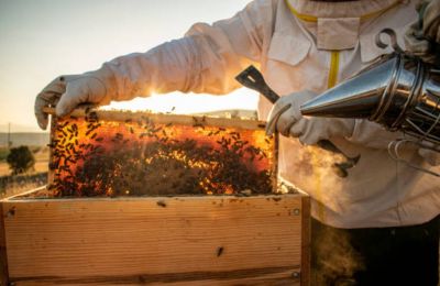 More than 9.4 million beehives were registered on EU farms in 2023, with Italy, Romania and Greece leading. Photo credit: Unsplash