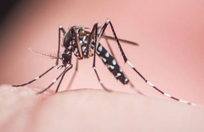 Pest control specialist Sotiris Koutsou explains the risks, the most effective prevention methods, and why early action matters during the warmer months. Photo credit: Unsplash