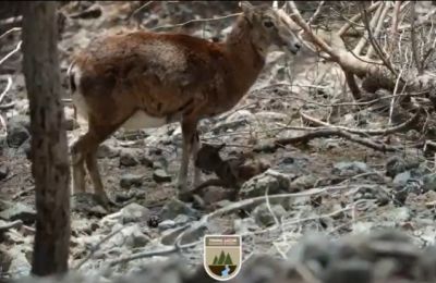 Photo and video courtesy Cyprus Department of Forests (Instagram)