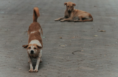 Nicosia book bazaar returns to help feed Cyprus’ stray dogs