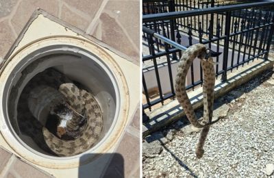 Dead viper found in Paphos pool skimmer prompts warning to homeowners