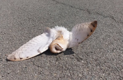 Department of Forests calls for lower speeds and greater caution as seasonal animal movements increase. Photo credit: @DepartmentOfForests Facebook