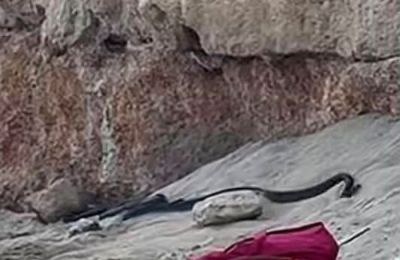 Snake sighting in Protaras coastal area causes concern but officials urge calm