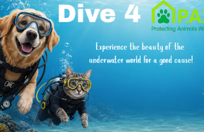 Learn to dive and help rescue animals at the same time